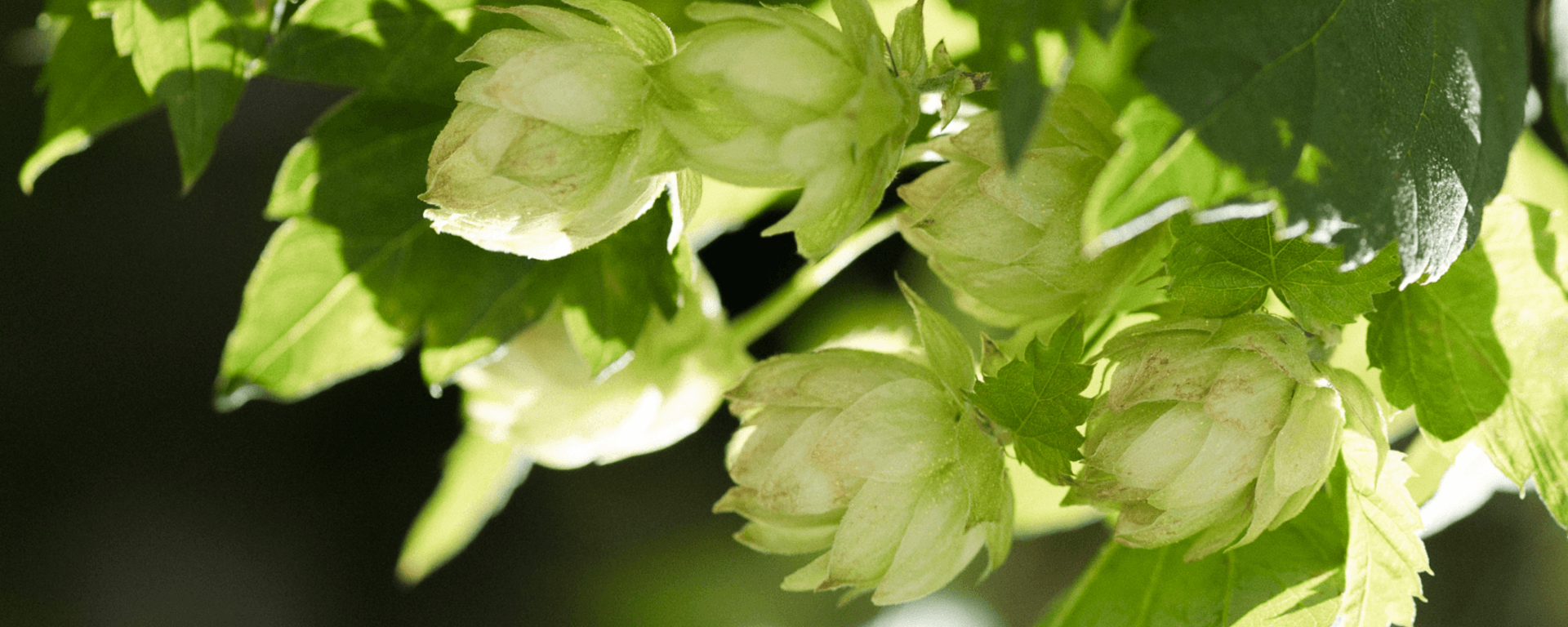 Pils Grill Eatery Background image
