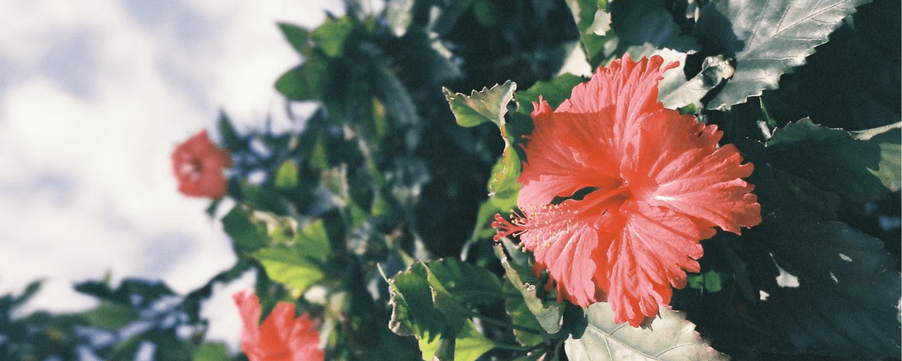 Manja KL Background image